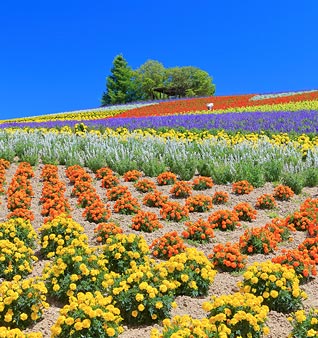 菅野農場